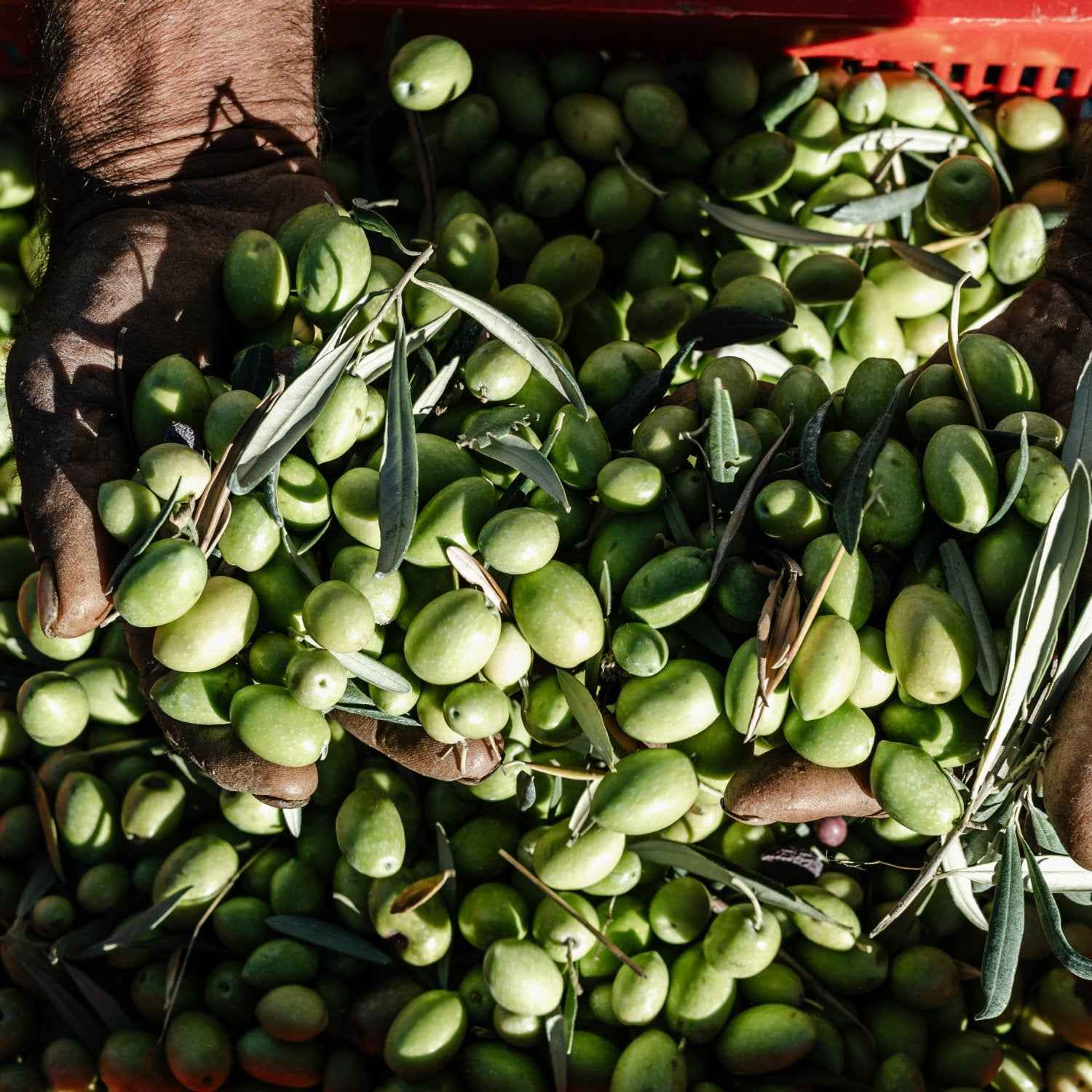 Bag In Tube Olio Extravergine di Oliva - Riserva Vallarancia IGP Sicilia